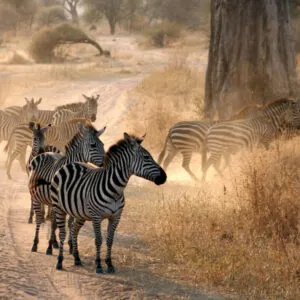 Tanzania